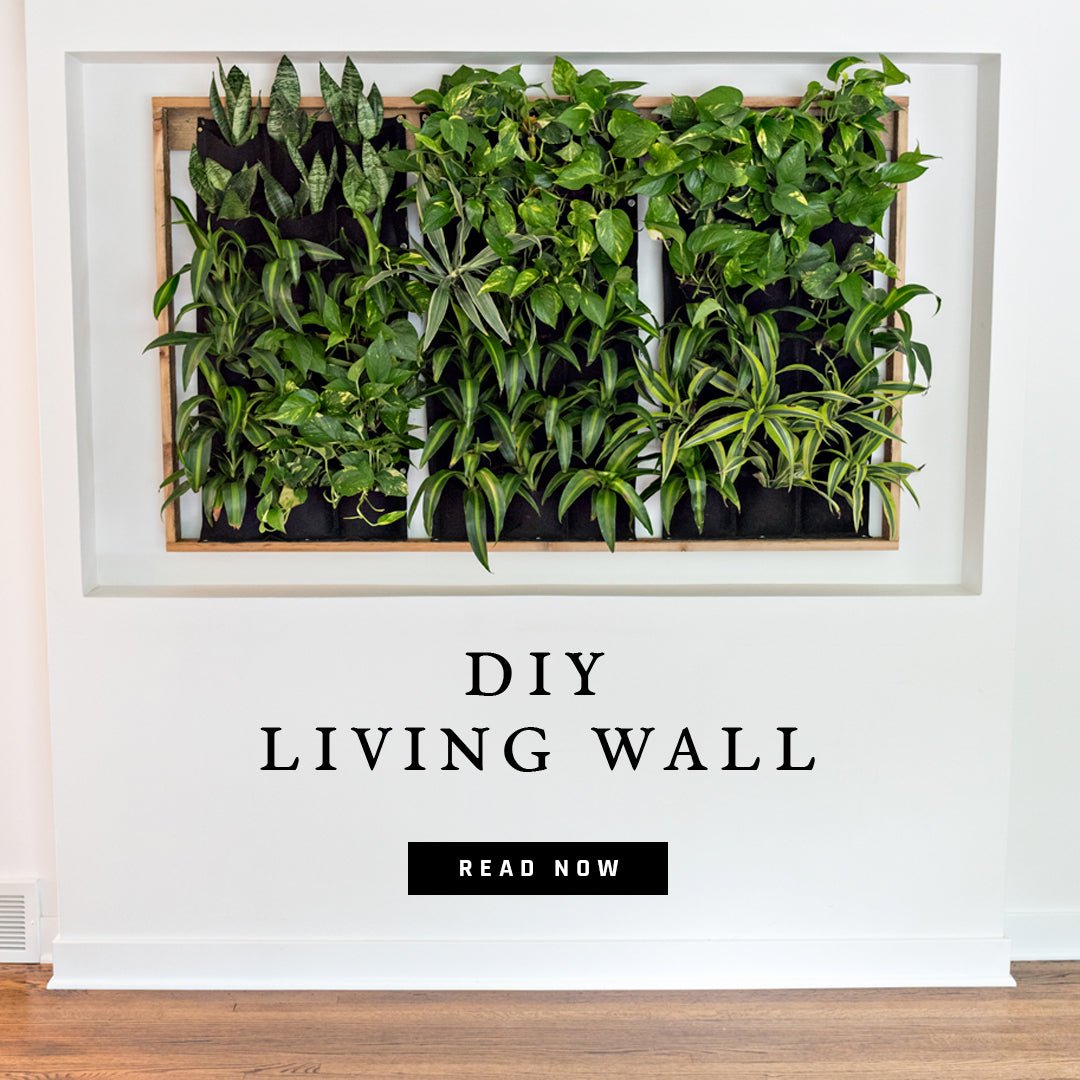DIY : LIVING WALL | DIY, living room, plants and more | Hello Norden Journal blog