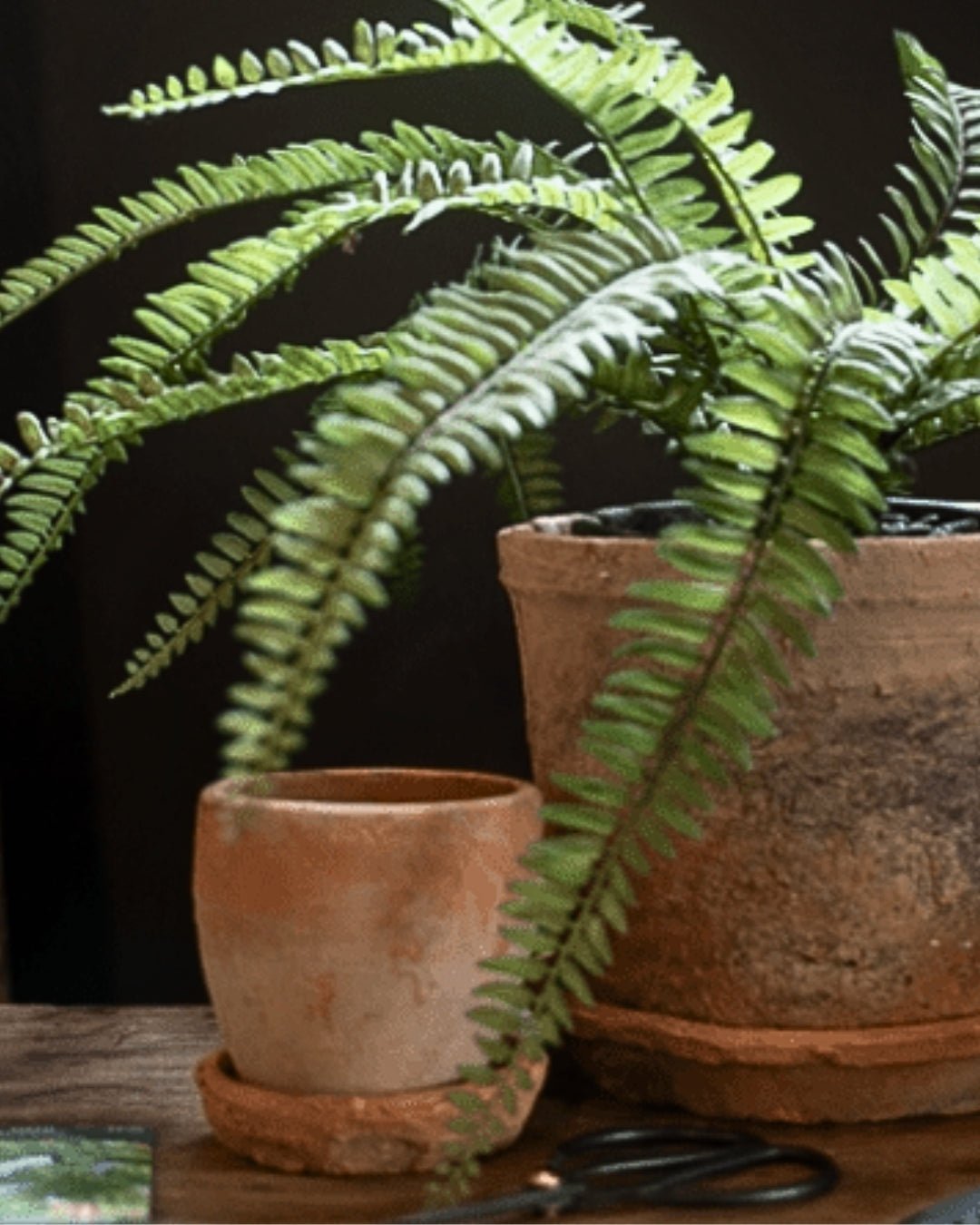 Vintage ceramic and terracotta planters with lush greenery – Hello Norden