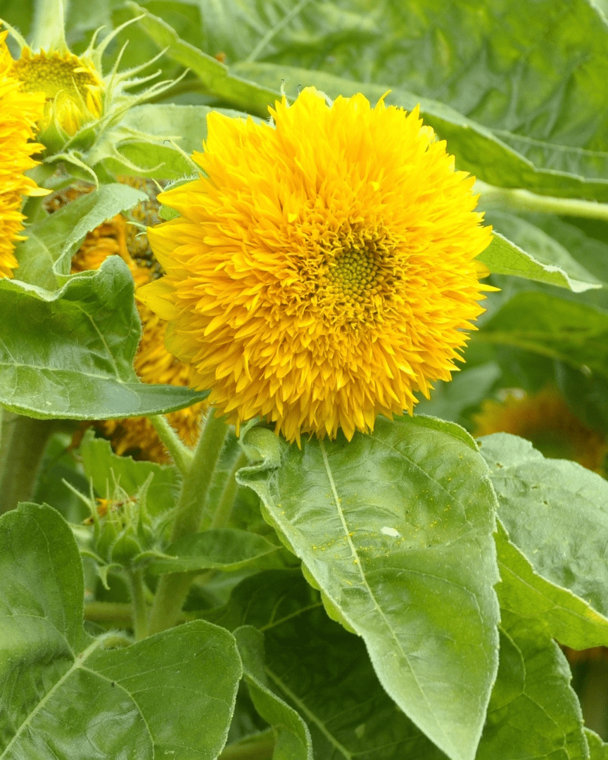 Butterfly Sunflower Seed Mix - Seeds - Hello Norden