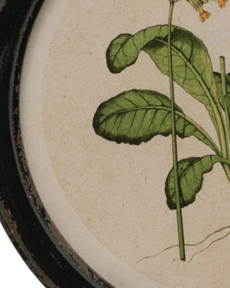 Framed floral wall art with botanical print - Art & Mirrors - Hello Norden