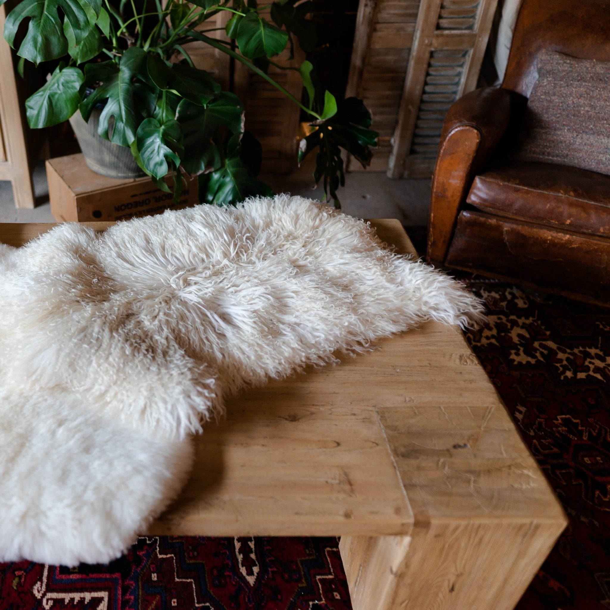 Icelandic Curly Sheepskin Throw Rug - Rugs - Hello Norden