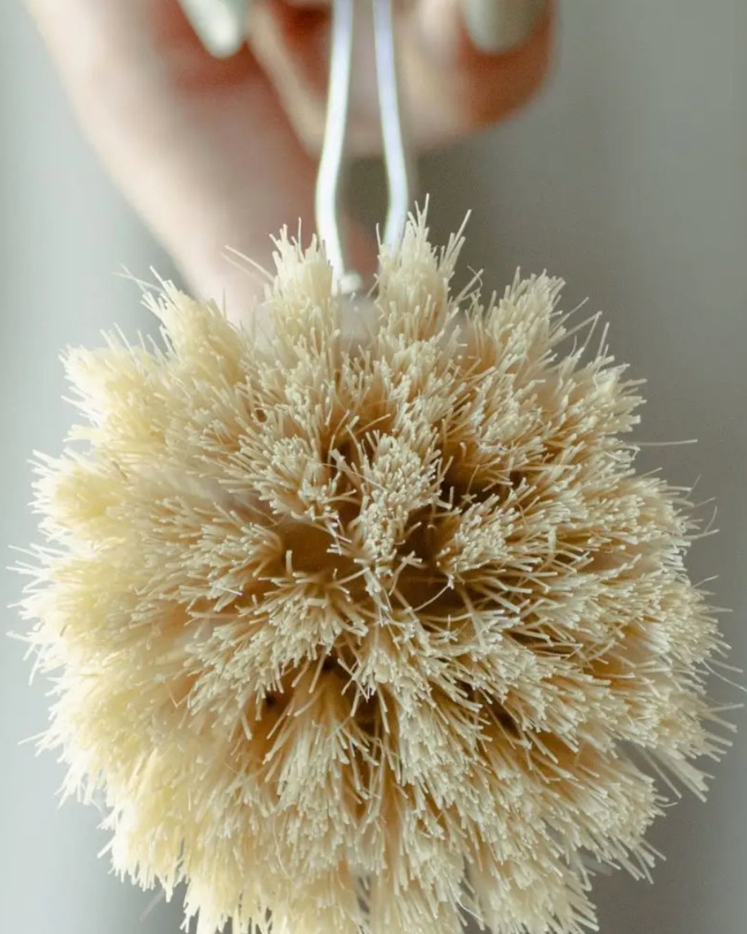 Replacement Head for Wooden Dish Brush - Cleaning Brushes - Hello Norden