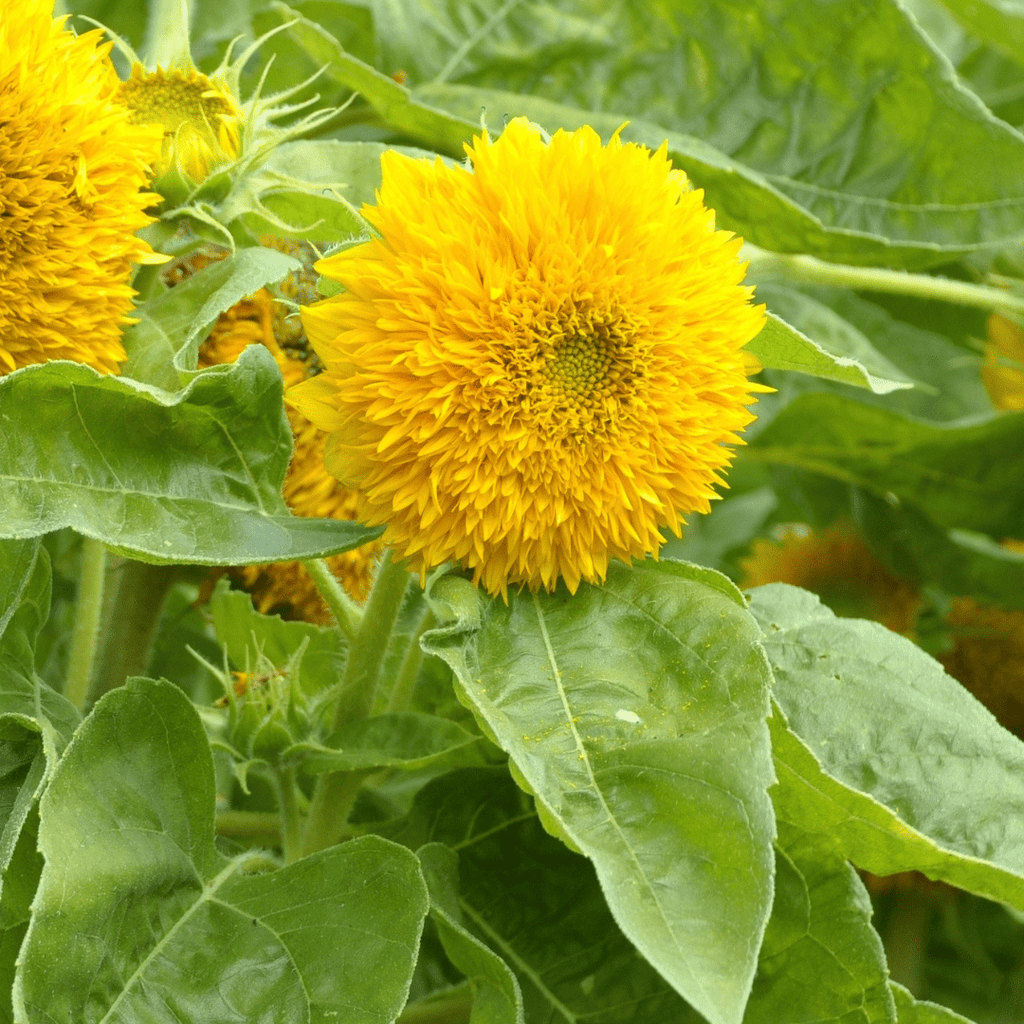 Butterfly Sunflower Seed Mix - Seeds - Hello Norden