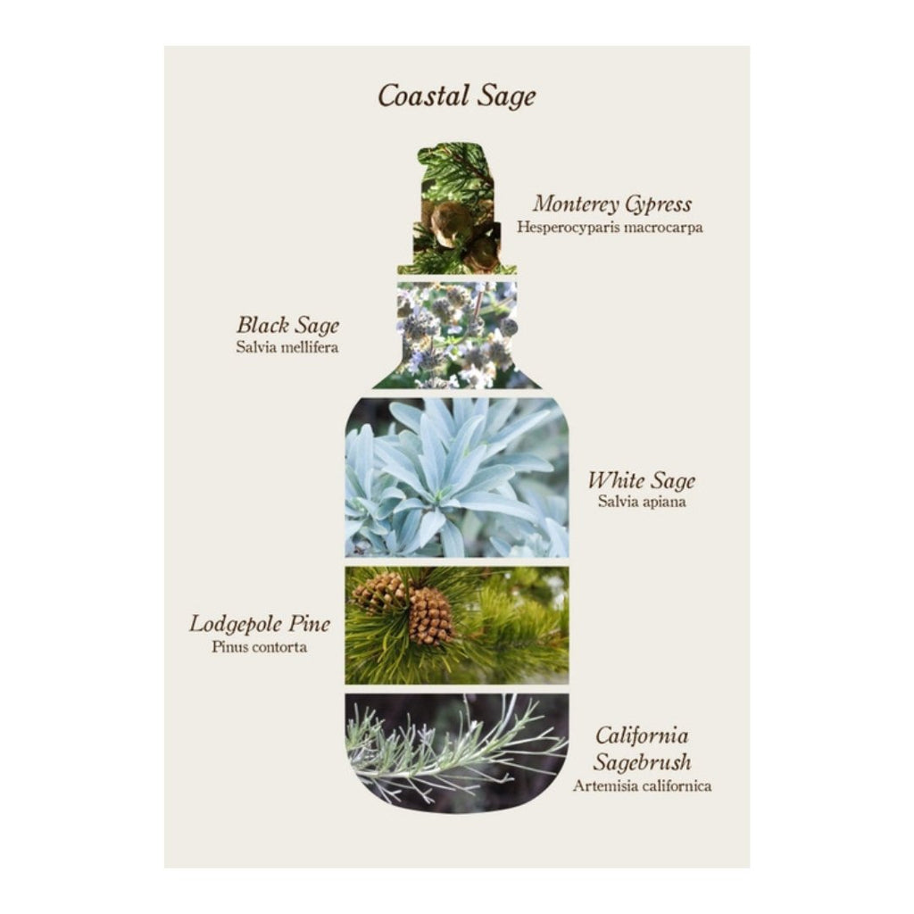 Coastal Sage Body Oil - Apothecary - Hello Norden