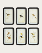 Distressed Framed Bird Print - Pillows & Decor - Hello Norden