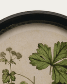 Framed Floral Wall Art with Botanical Print - Art & Mirrors - Hello Norden