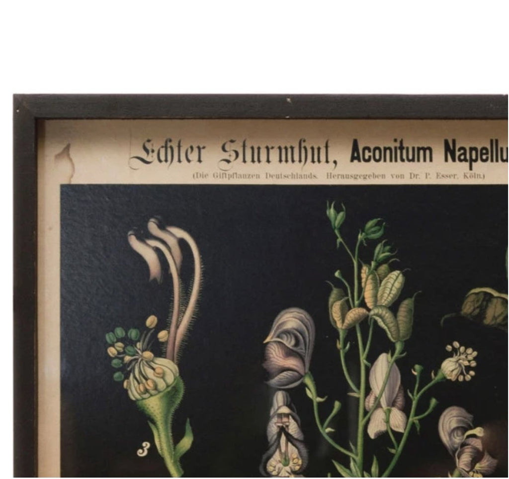 Framed botanical wall art - Art & Mirrors - Hello Norden