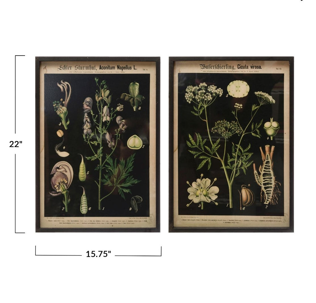 Framed botanical wall art - Art & Mirrors - Hello Norden